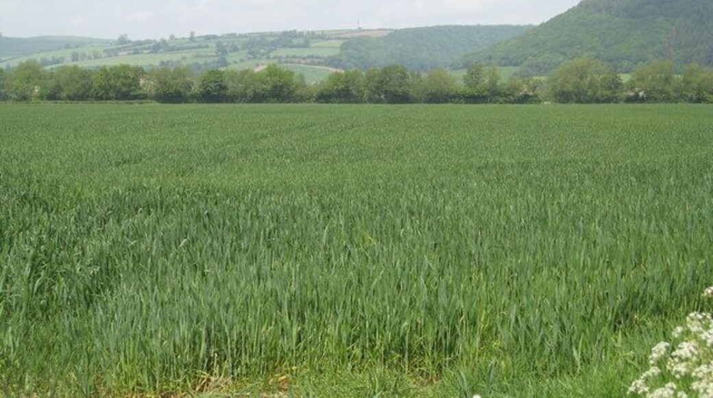 Combe - Last field in England 2008 The trees mark the Welsh border.