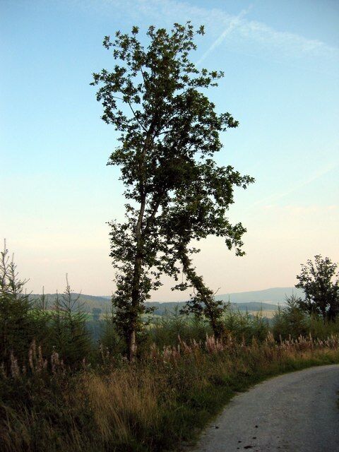 Trees in Taylor's Wood The edge of a bridleway with two trees in Taylor's Wood.