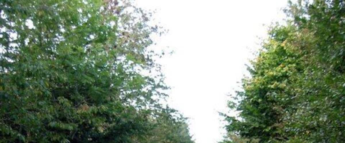 Bridleway in Taylor's Wood This forestry track is a bridleway and leads up through Taylor's Wood above Norton in Powys.