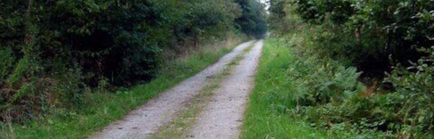 Bridleway in Taylor's Wood This forestry track is a bridleway and leads up through Taylor's Wood above Norton in Powys.