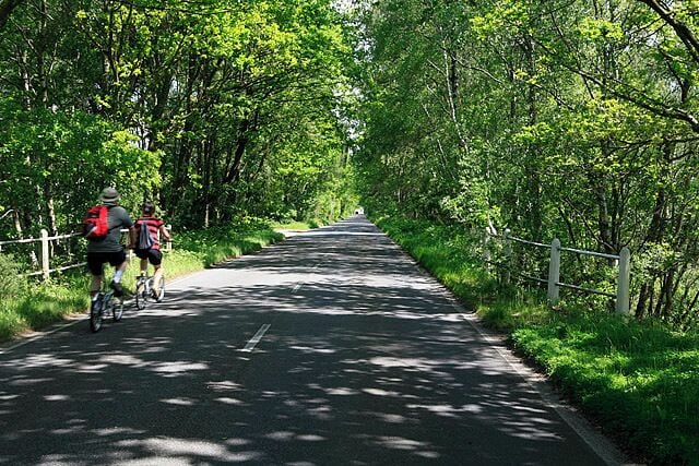 A paved path flanked by trees, with cyclists riding along it.