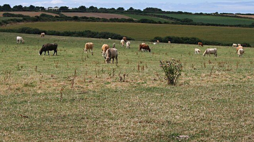 Cattle Grazing. Looking across the southern half of this grid square onto a mixed agricultural landscape.