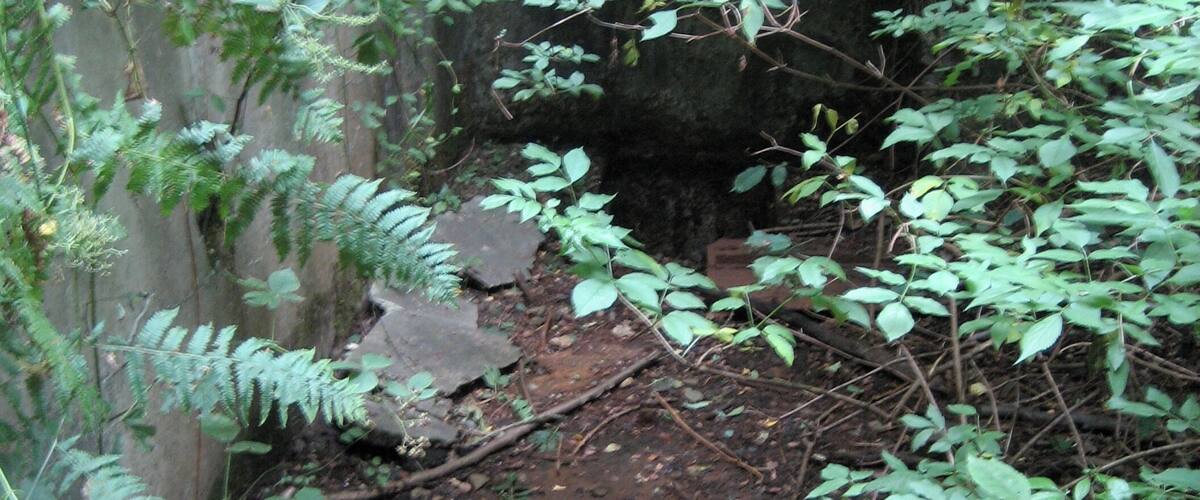 A small waterfall in a forested area with dense foliage and rocky terrain.