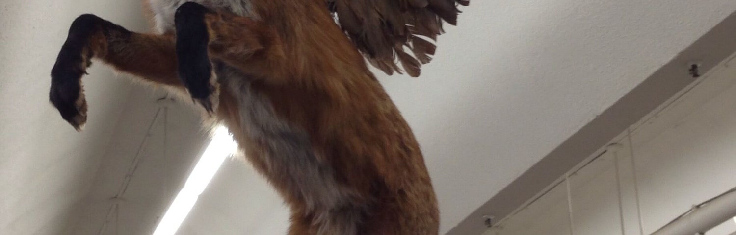 Someone killed the fox, then killed some kind of bird. And put the wings on the fox