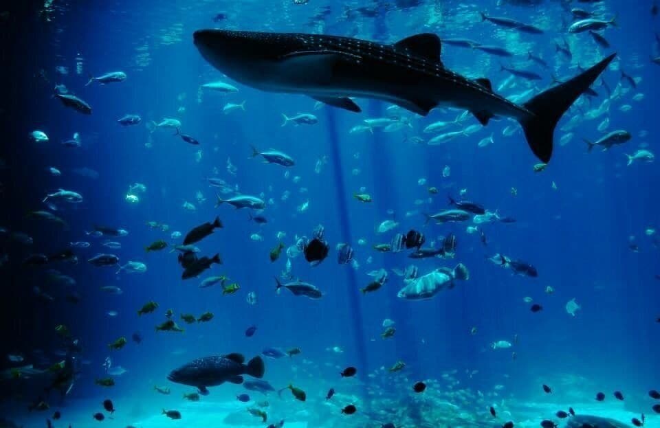 This aquarium is by far the BEST, hands down. It is so peaceful, even with hundreds of people going through it. Watching the ocean beauties glide through that water is truly a sight to see. 