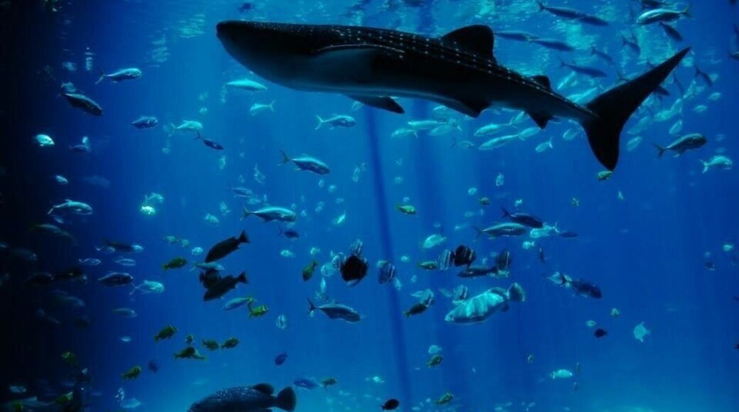 This aquarium is by far the BEST, hands down. It is so peaceful, even with hundreds of people going through it. Watching the ocean beauties glide through that water is truly a sight to see.