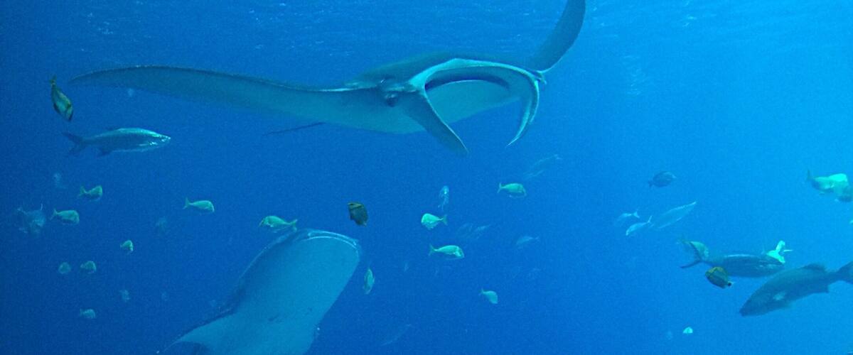 Exploring the largest aquarium in North America can be an all day event. There are so many amazing animals to see and even a dolphin show. #blue
