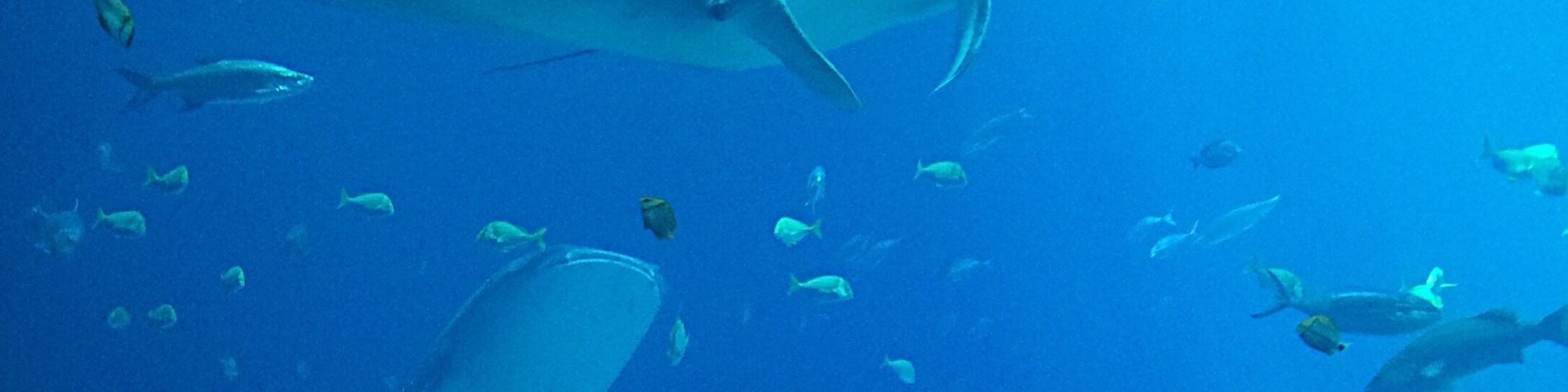 Exploring the largest aquarium in North America can be an all day event. There are so many amazing animals to see and even a dolphin show. #blue