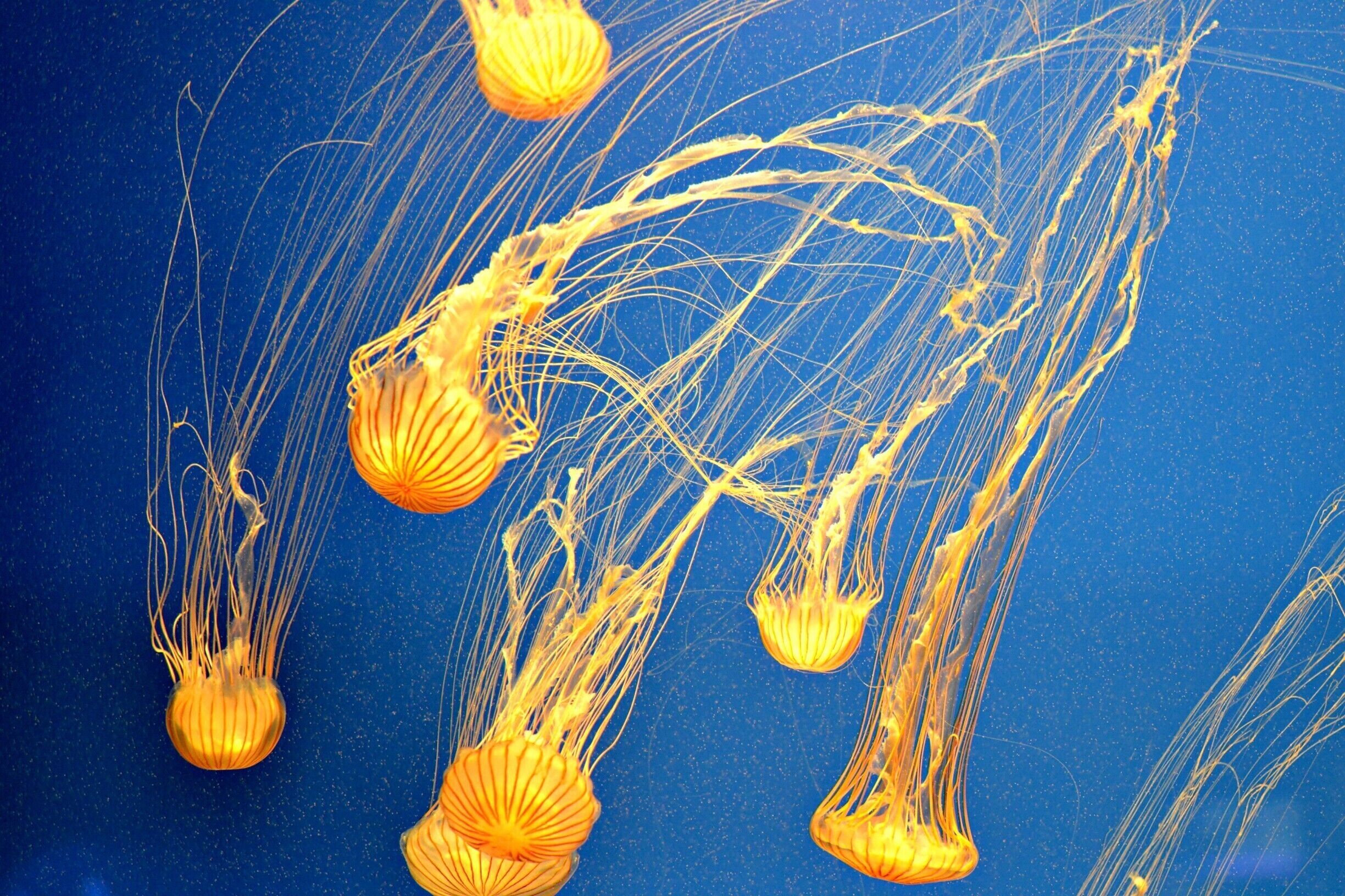 The Georgia Aquarium is located in the heart of Atlanta and has many interesting marine life species to check out.

Read more at:  http://www.southernkissed.com/the-georgia-aquarium/