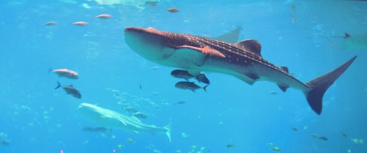 The parade of aquatic life that was part of the Ocean Voyage Exhibit of Atlanta's Georgia Aquarium was entirely mesmerizing. My husband and I sat for at least 15 minutes watching one species after the other effortlessly float by in the largest aquarium habitat in the world (6.3 million gallons of seawater). Arrive early to make the most of all this suburb site has to offer. Check out our entire visit via my blog at http://www.aplacecalledroam.com/home/georgia-aquarium-atlantas-must-see-underwater-world .
