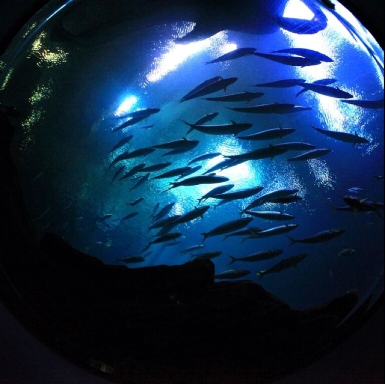 Another photo taken at Georgia aquarium. This is near the whale sharks tank. I laid on my back on the ground and on the ceiling there is a domed widow into the aquarium above your head. It gives a great 360 degree fisheye perspective of the tank. At the top of the photo is the whale shark.