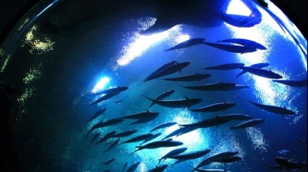 Another photo taken at Georgia aquarium. This is near the whale sharks tank. I laid on my back on the ground and on the ceiling there is a domed widow into the aquarium above your head. It gives a great 360 degree fisheye perspective of the tank. At the top of the photo is the whale shark.