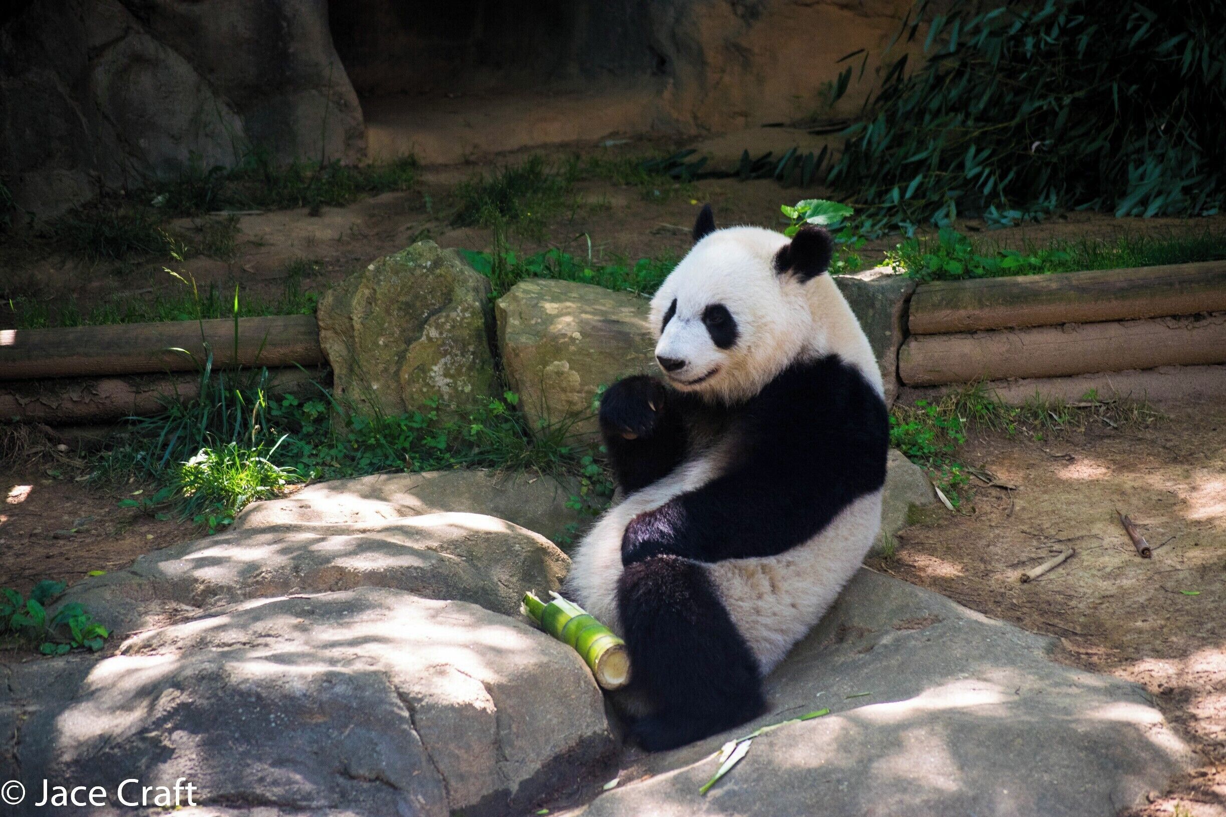 It was a beautiful day to just sit back, relax, and enjoy your favorite bamboo shoot. Three out of the four pandas were very active while I was there. 
#Panda #Zoo #Atlanta