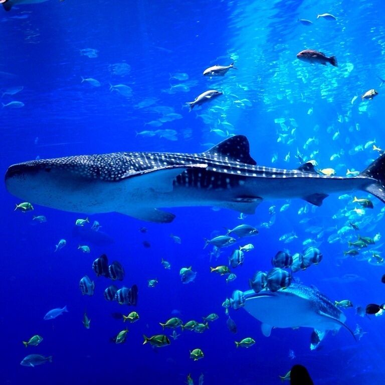 These two whale sharks call the Georgia Aquarium home. The Georgia aquarium is the worlds largest aquarium with over 8million gallons of water. the aquarium boasts 3 beluga whales, 2 whale sharks, penguins, otters, and 120,000 animals of 500 different species. If you go to Atlanta it is a must visit. The coke-a-cola museum is across the park and you can get discounts for getting tickets for both. 