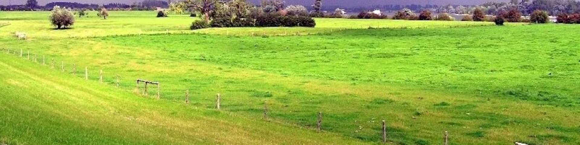 Blick über die Rheinaue zwischen Vynen und Obermörmter in Xanten; Grünland im Naturschutzgebiet „Reeser Schanz, Rheinaue zwischen Obermörmter und Vynen, bei Gut Grindt und Haus Lüttingen“