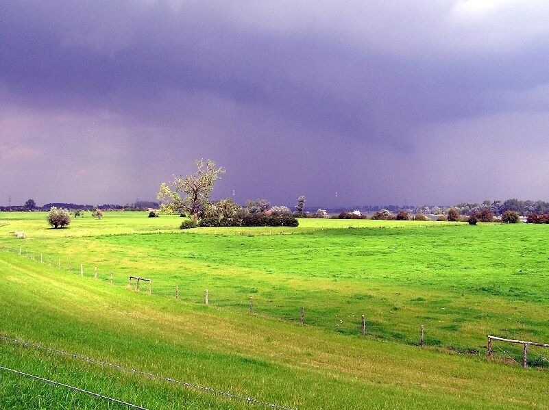 A green field with a tree and a fence.