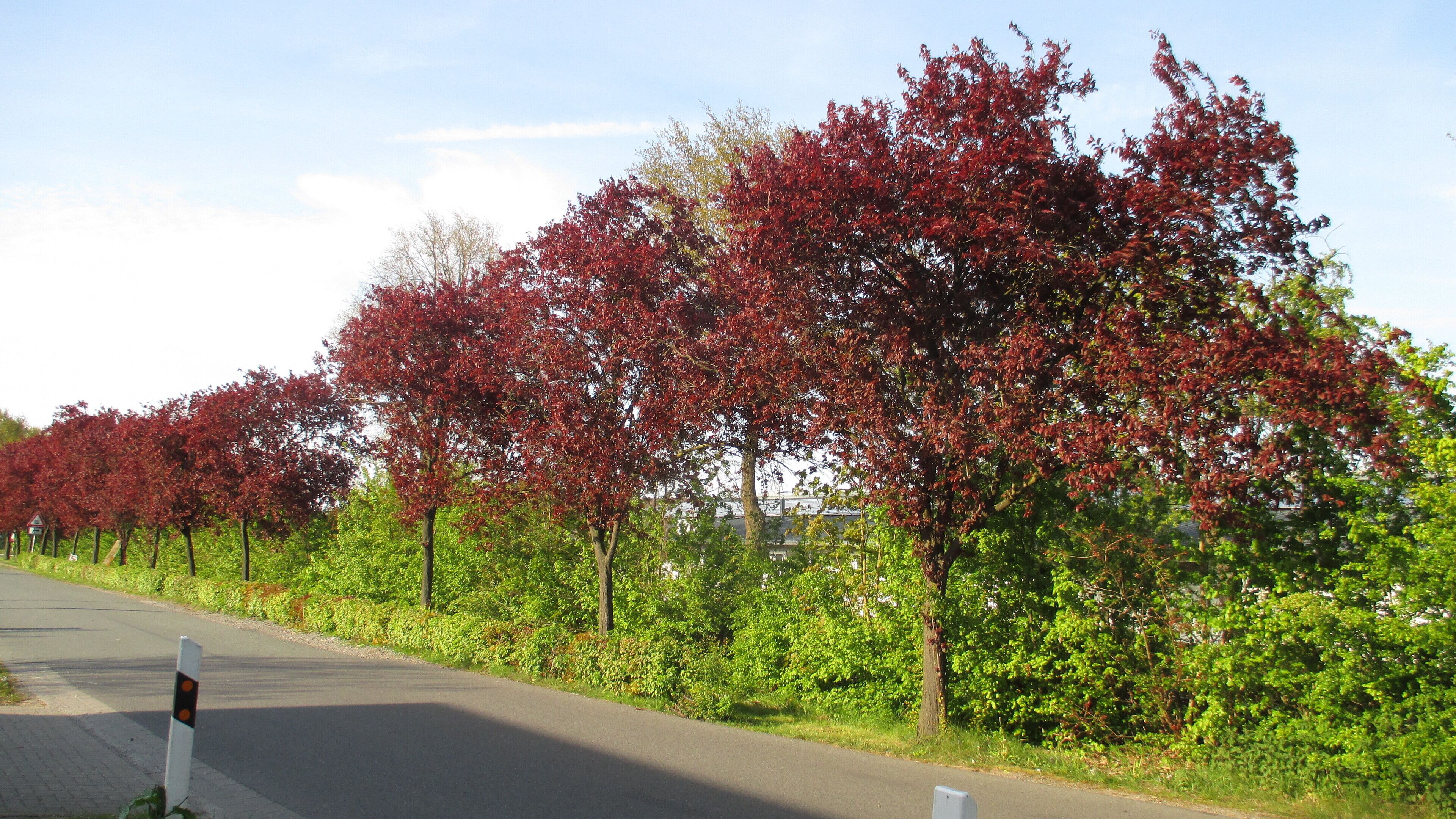 Rotbuchenallee (Fagus sylvatica) an der Güterstraße