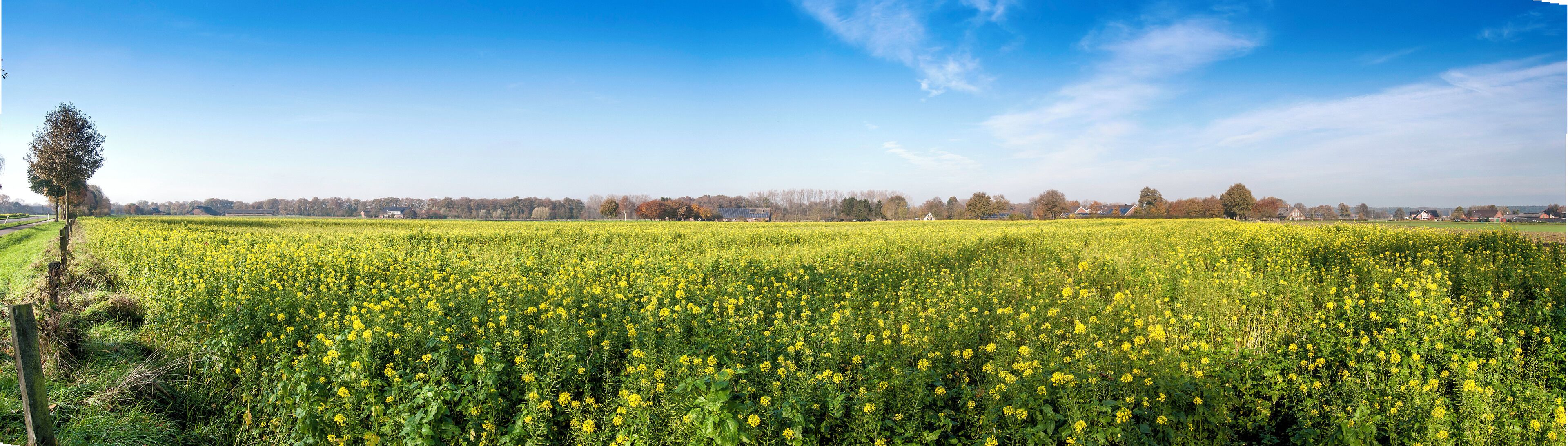 A vast field of yellow flowers under a clear blue sky.
