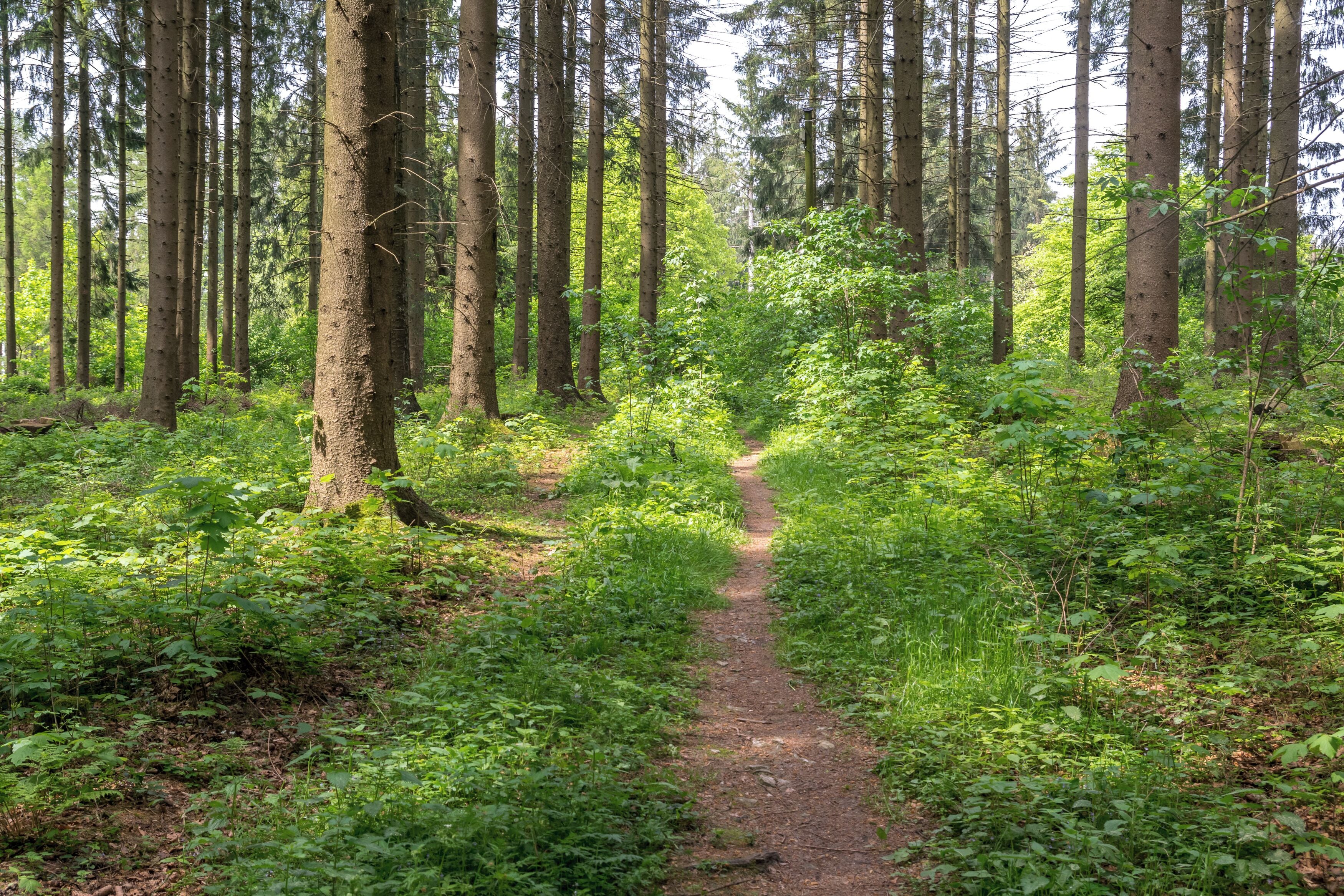 Dunenberg im LSG Paderborner und Bad Lippspringer Wälder, Bad Lippspringe, Kreis Paderborn