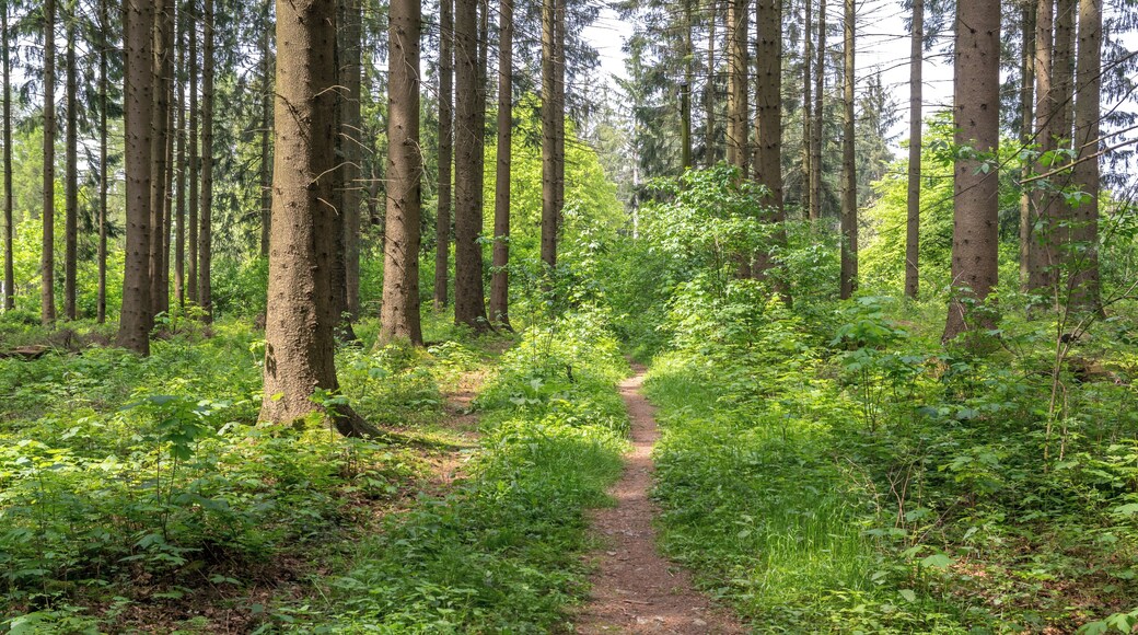 Dunenberg im LSG Paderborner und Bad Lippspringer Wälder, Bad Lippspringe, Kreis Paderborn