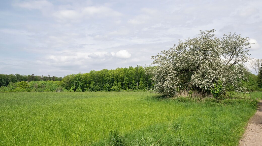 Dunenberg im LSG Paderborner und Bad Lippspringer Wälder, Bad Lippspringe, Kreis Paderborn