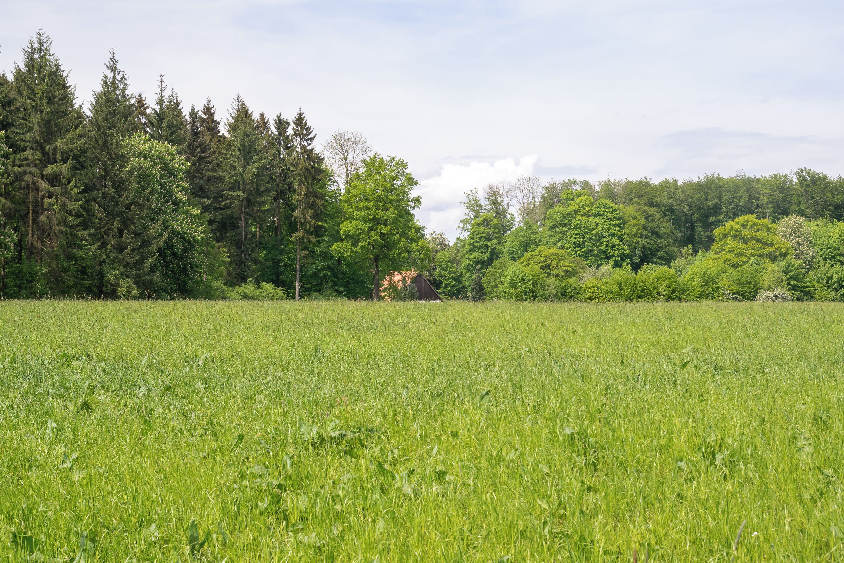 Dunenberg im LSG Paderborner und Bad Lippspringer Wälder, Bad Lippspringe, Kreis Paderborn