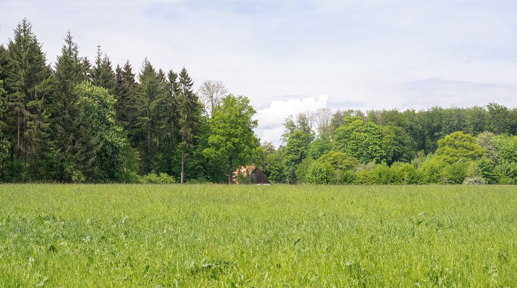 Dunenberg im LSG Paderborner und Bad Lippspringer Wälder, Bad Lippspringe, Kreis Paderborn