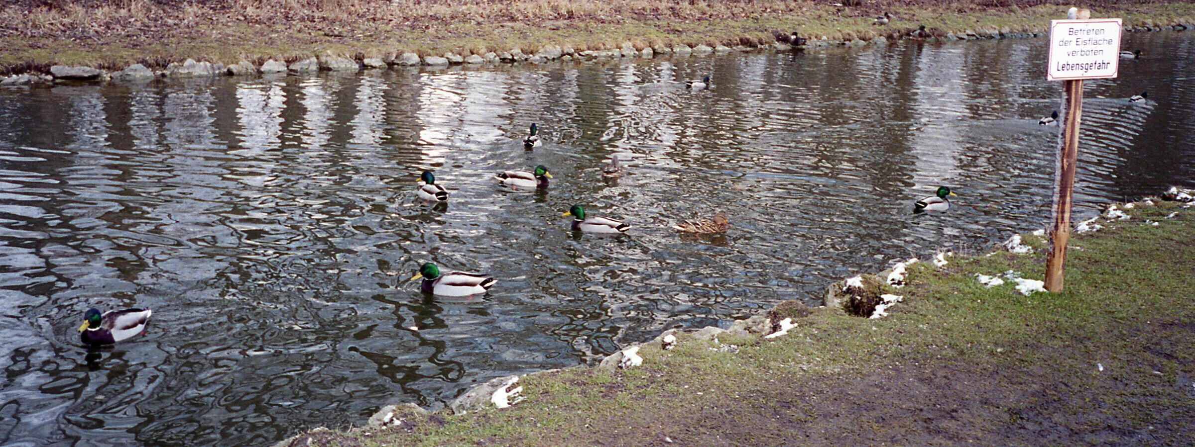 Ducks swimming in a wintery canal in 2000