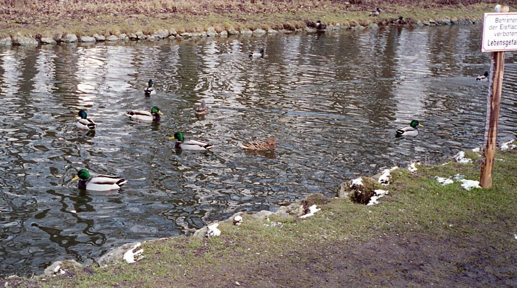 Ducks swimming in a wintery canal in 2000