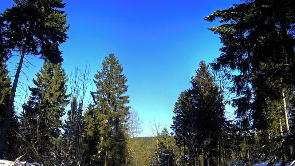 A snowy forest with tall evergreen trees and a clear blue sky.