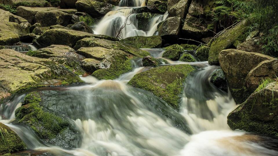 A forest with a flowing stream over rocks.