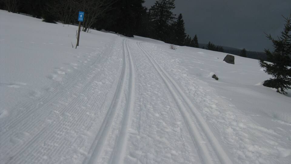 A snowy ski trail with tire tracks, a blue sign, and evergreen trees.