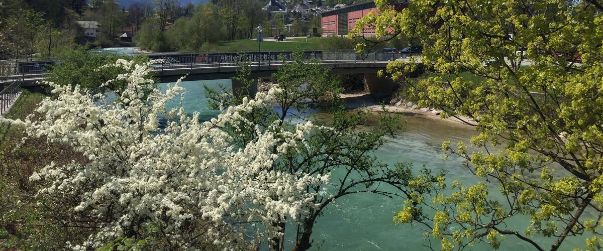 A river with a bridge, a mountain in the background, and blooming trees.