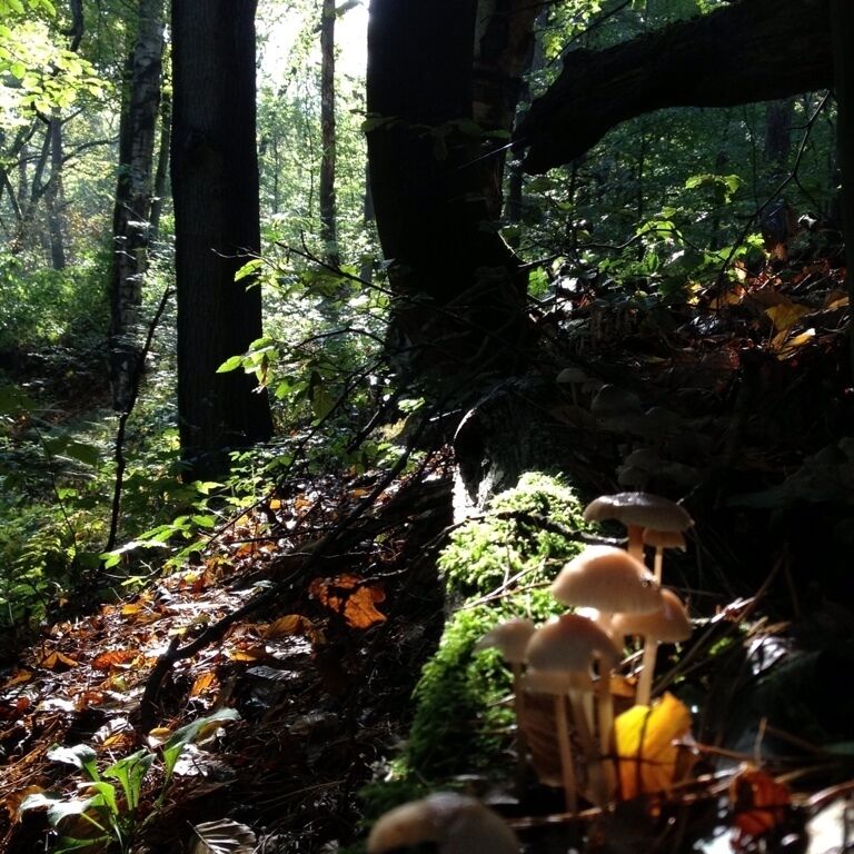 Lovely nature in oktober. 