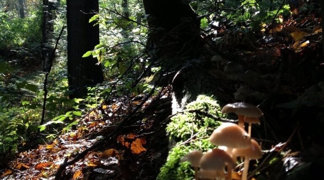 Lovely nature in oktober.