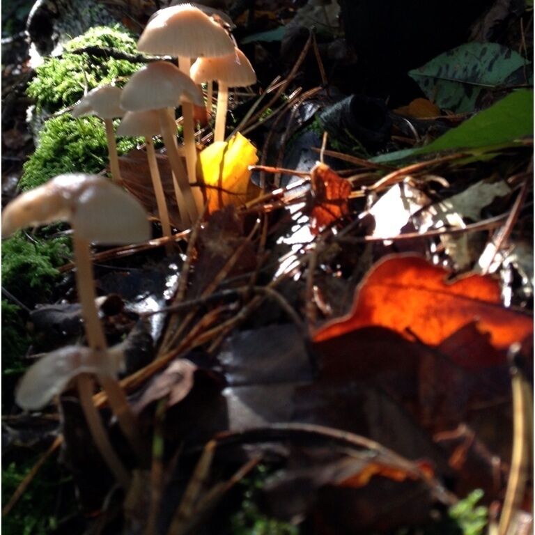 A cluster of mushrooms growing among fallen leaves and moss.
