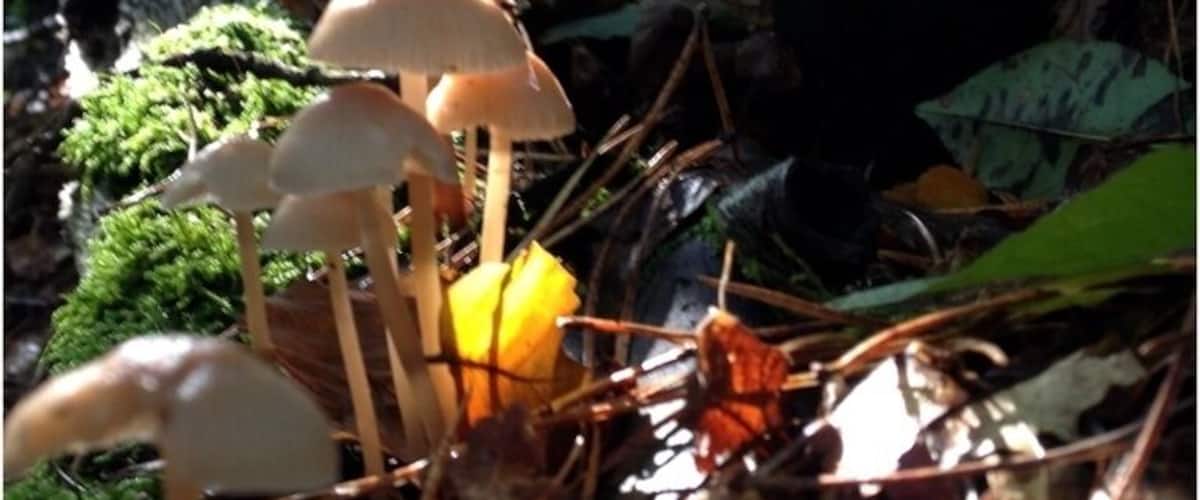 A cluster of mushrooms growing among fallen leaves and moss.