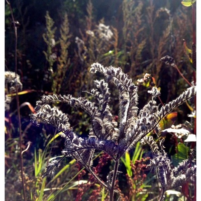 Border of herbs
