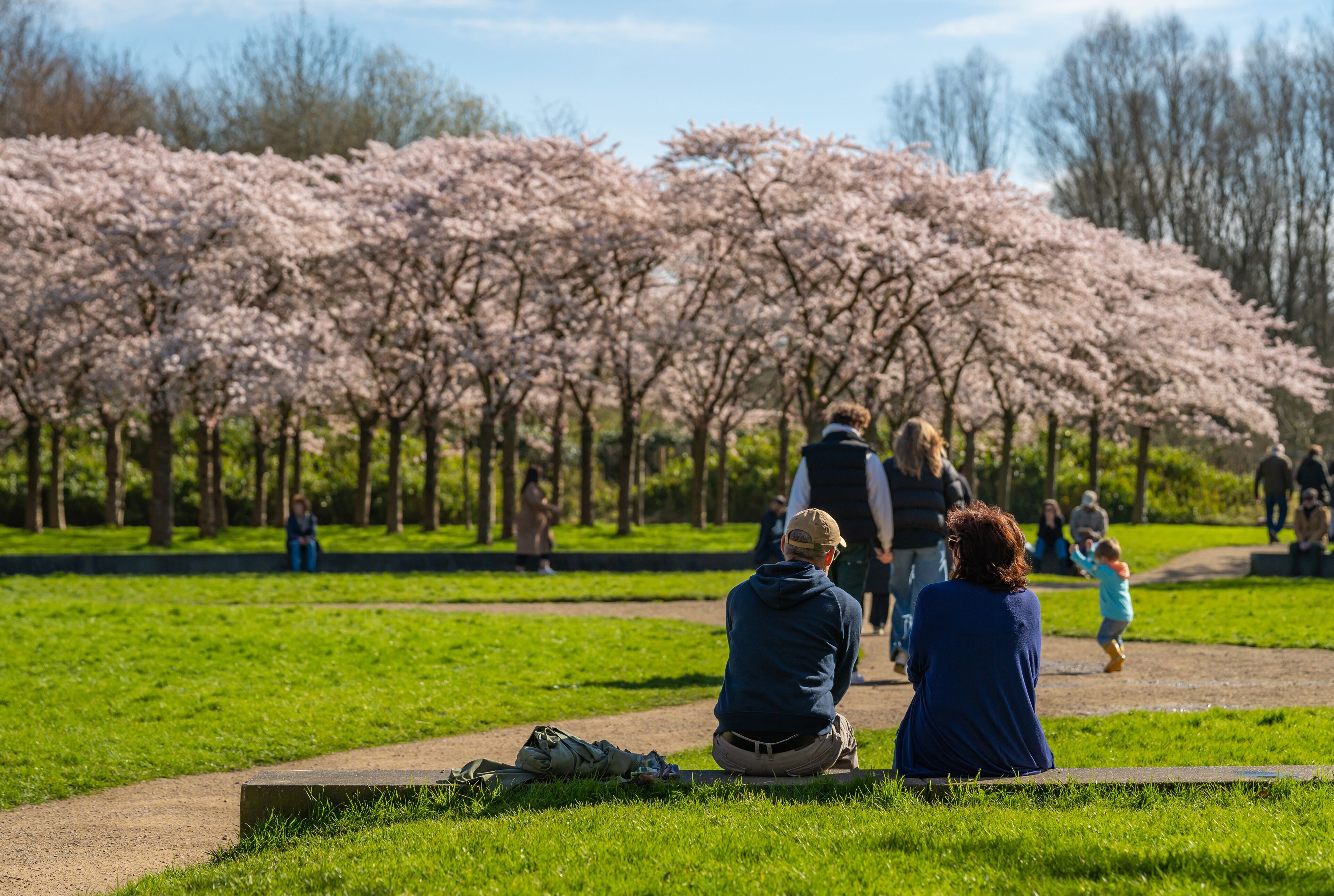 Tourists relaxing at Bloesempark located on the southern edge of Amsterdam, and admiring cherry blossom trees