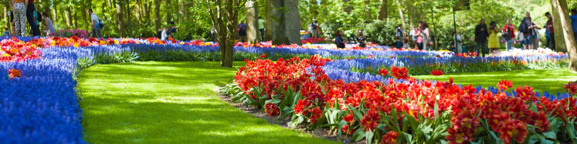 Bright flowerbed with tulips in Keukenhof park in Holland. Green grass and flowers. Copy space