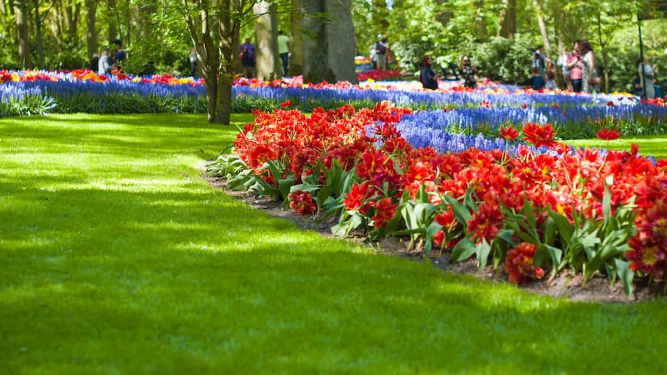 Bright flowerbed with tulips in Keukenhof park in Holland. Green grass and flowers. Copy space