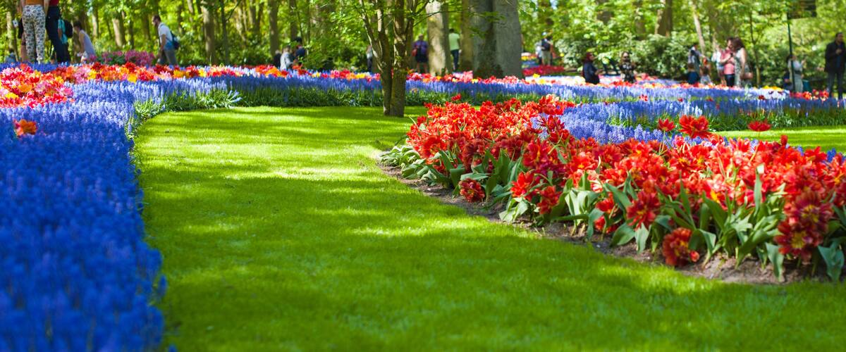 Bright flowerbed with tulips in Keukenhof park in Holland. Green grass and flowers. Copy space