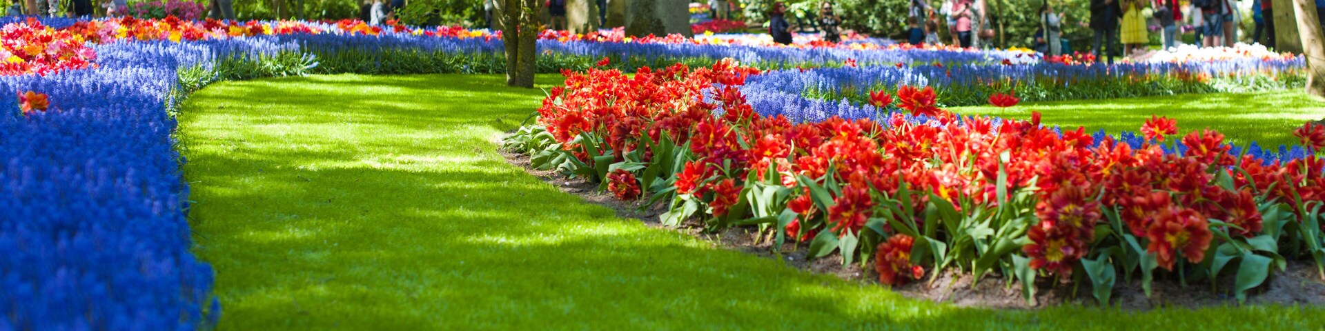 A garden with rows of colorful flowers, green grass, and trees in the background.