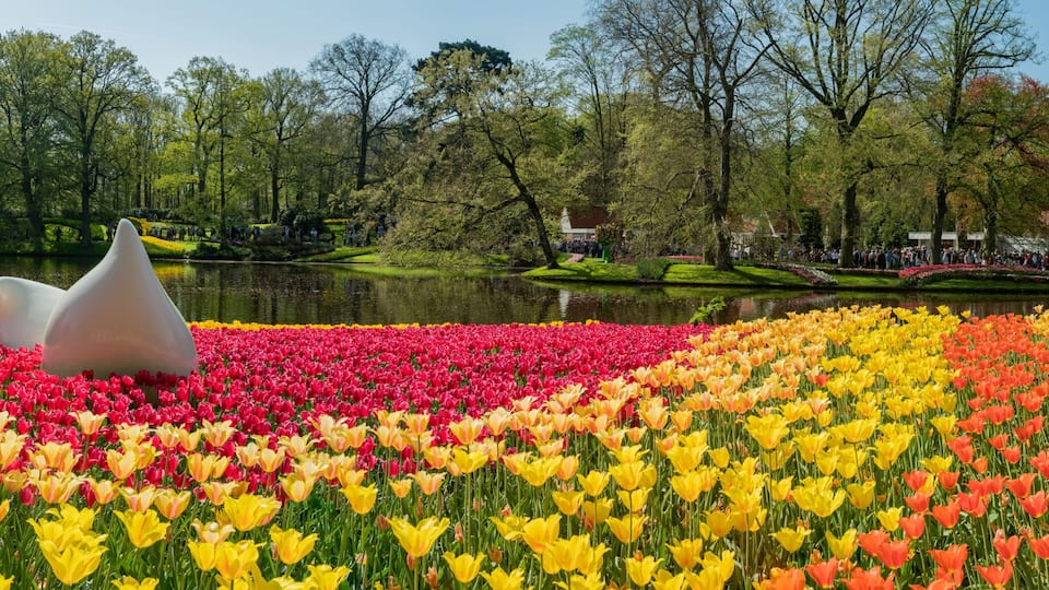 Super colorful tulips blossom in the famous Keukenhof