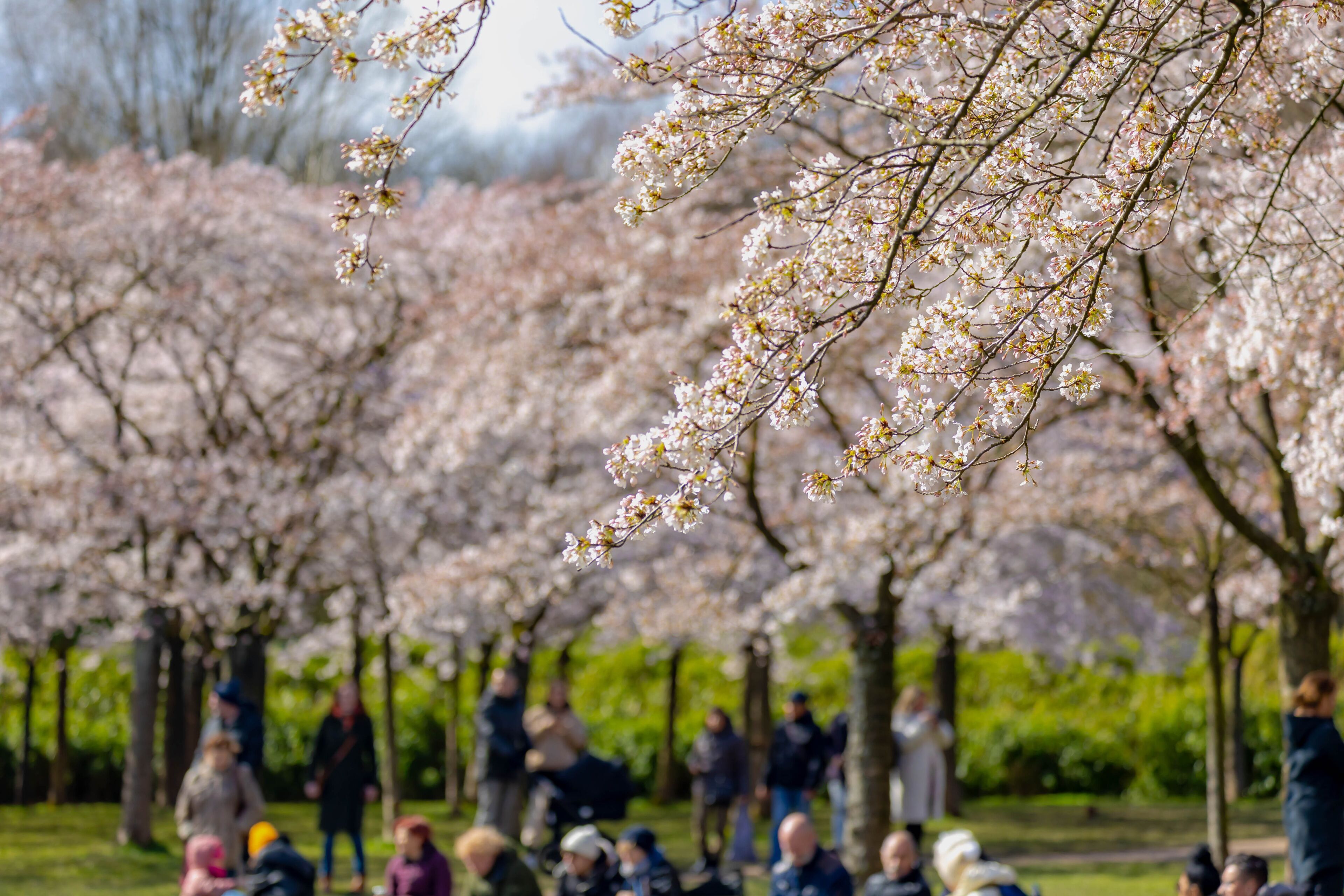 Selective focus of white pink Cherry Blossom or Sakura full bloom in the garden during the spring season, Kersenbloesempark (flower park) Cherry trees in the Amsterdamse Bos, Amstelveen, Netherlands.