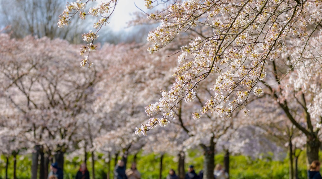 Selective focus of white pink Cherry Blossom or Sakura full bloom in the garden during the spring season, Kersenbloesempark (flower park) Cherry trees in the Amsterdamse Bos, Amstelveen, Netherlands.