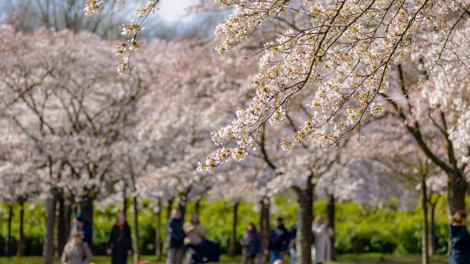 Cherry blossoms in full bloom, a crowd of people, and a park setting.