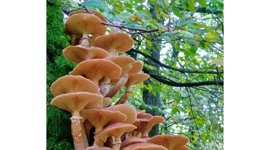 Climbing into the trees