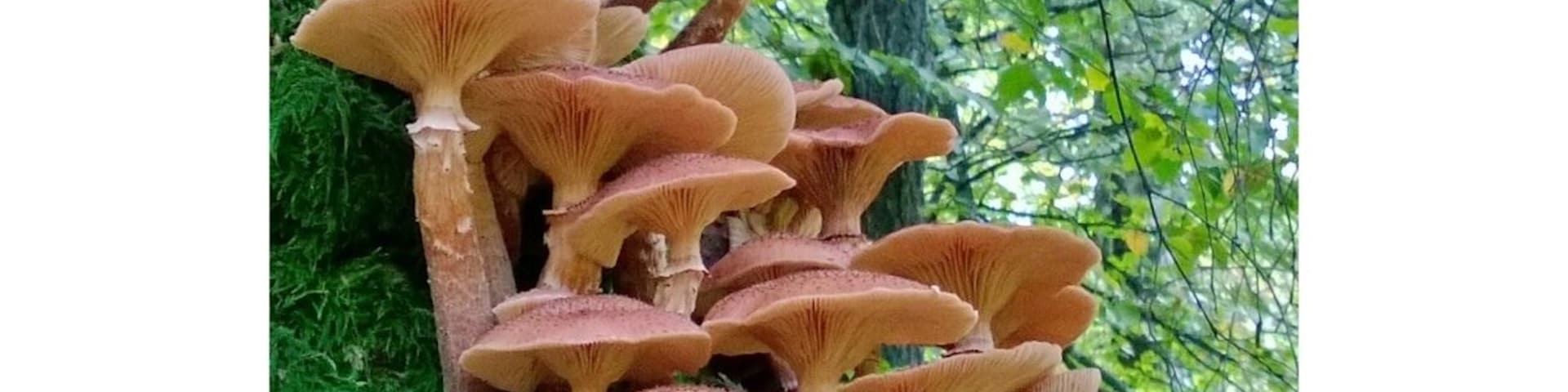 Climbing into the trees