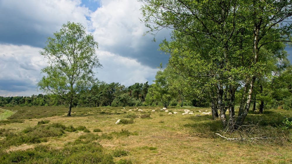 Herd of sheep in nature reserve Wolfheze heath in the East of the Netherlands